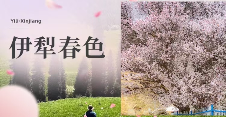 伊犁春色-一起去赴一场盛大的花约