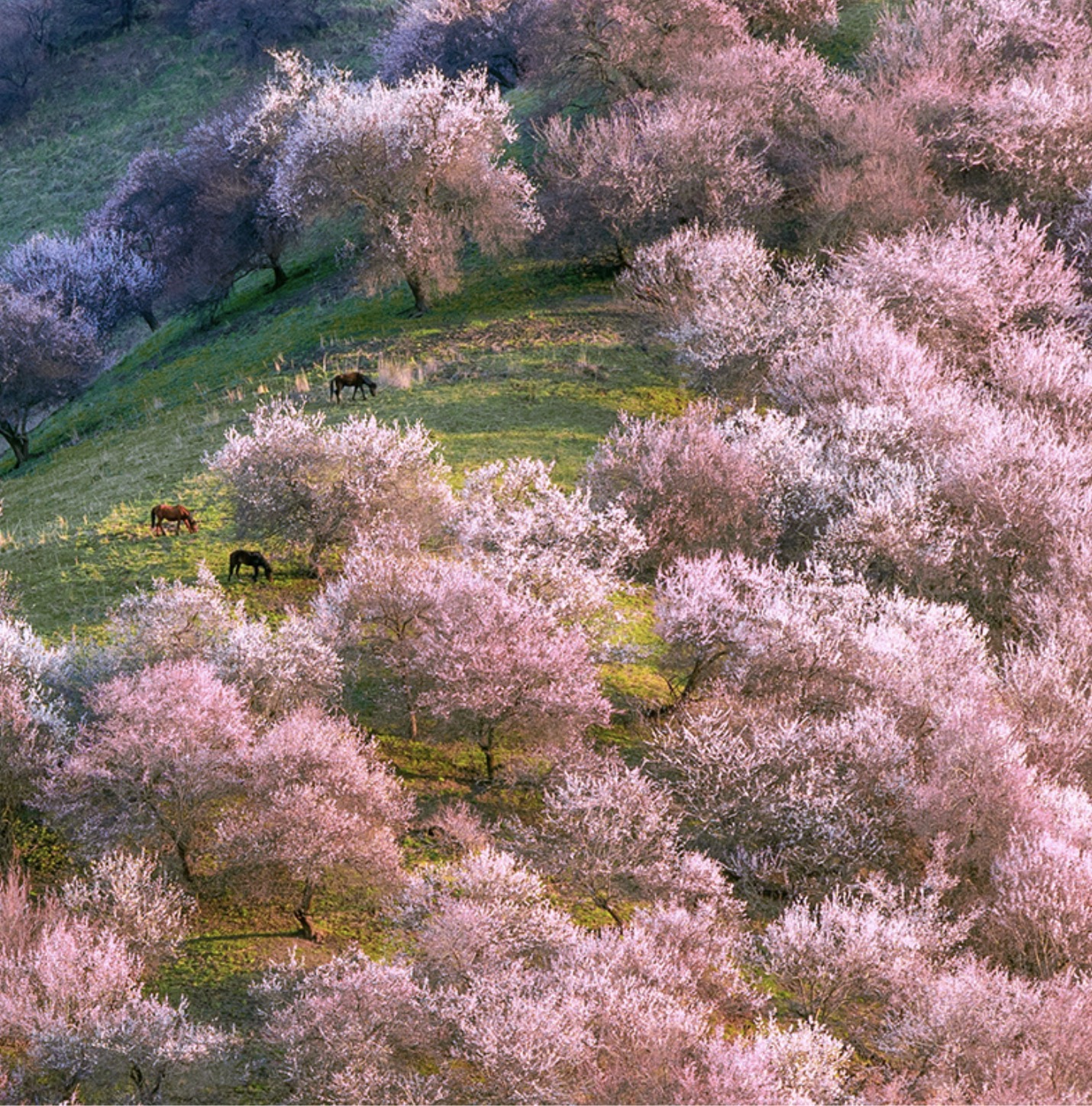 Yili